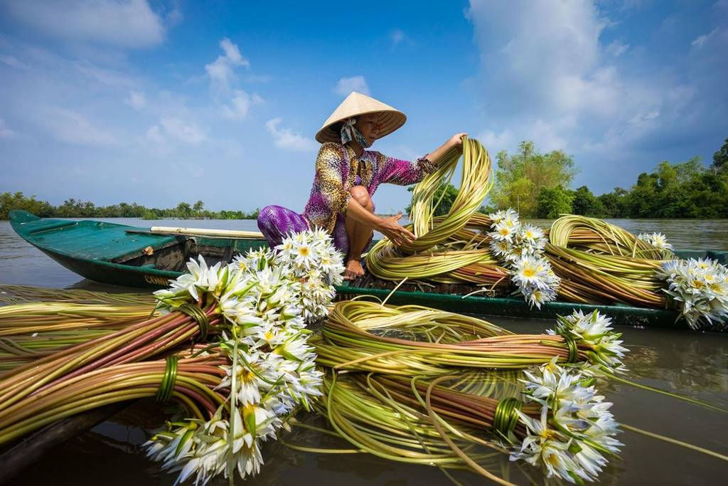 Thu hoạch hoa súng trên sông ở Châu Đốc, An Giang 